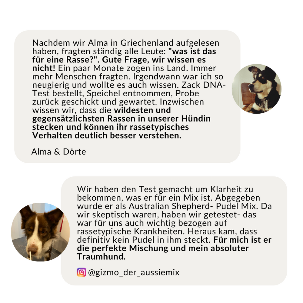 DNA Rassebestimmung Hund Auf über 350 Hunderassen