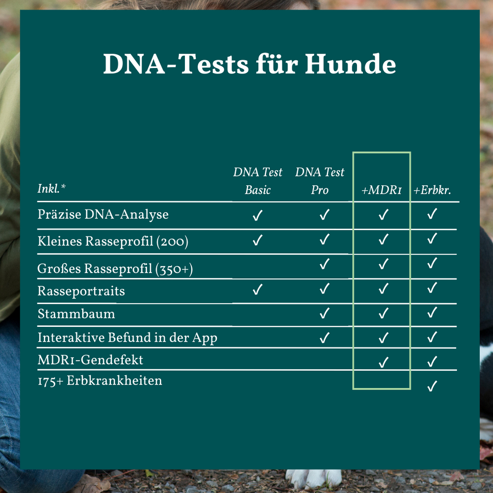 DNA Test Rassebestimmung & MDR1 Hund