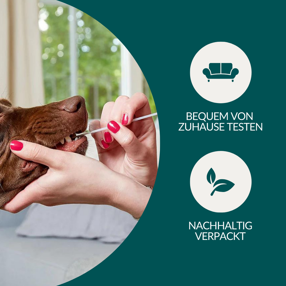 DNA Test Rassebestimmung Basic Hund