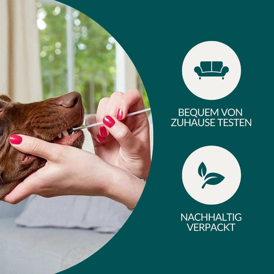 DNA Test Rassebestimmung Pro & Allergietest Basic Hund