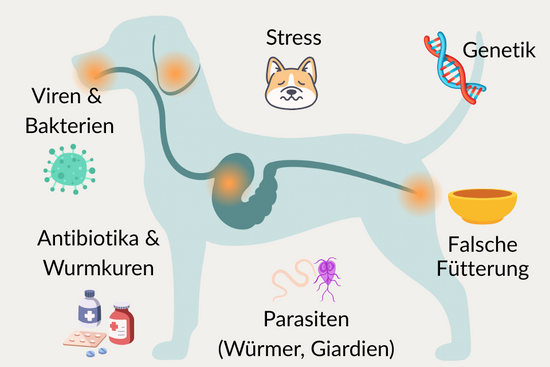 Wurmtest Pro & Darmflora Test Hund