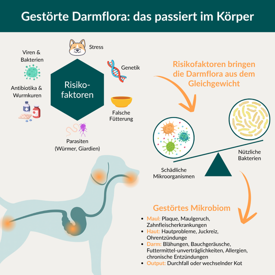 Darmflora Test Hund