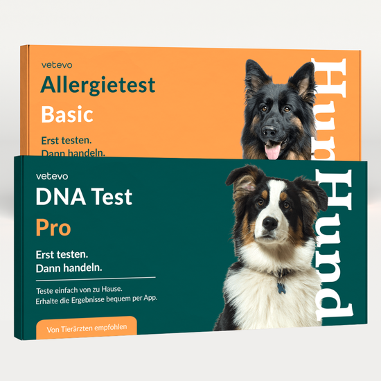 DNA Test Rassebestimmung Pro & Allergietest Basic Hund