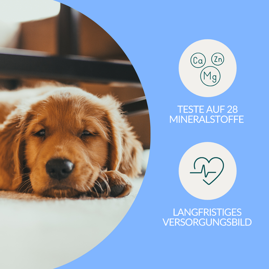 Mineralstofftest Plus Hund