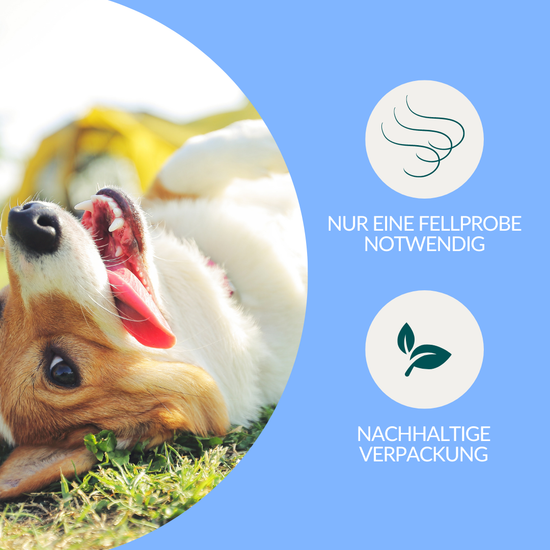 Mineralstofftest Plus Hund