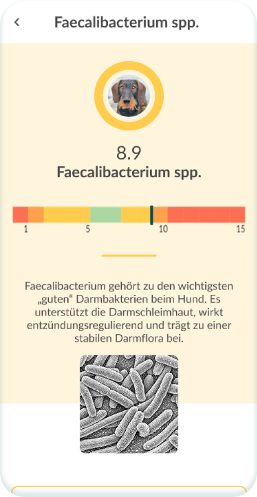 Versteh, was deinen Vierbeiner belastet