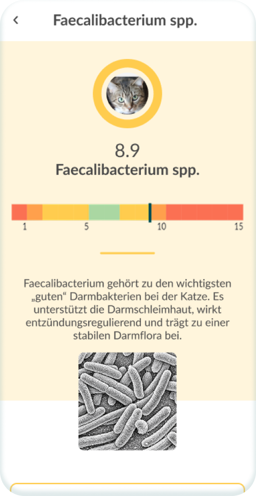 Versteh, was deinen Vierbeiner belastet