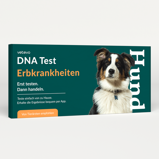 DNA Test Erbkrankheiten Hund