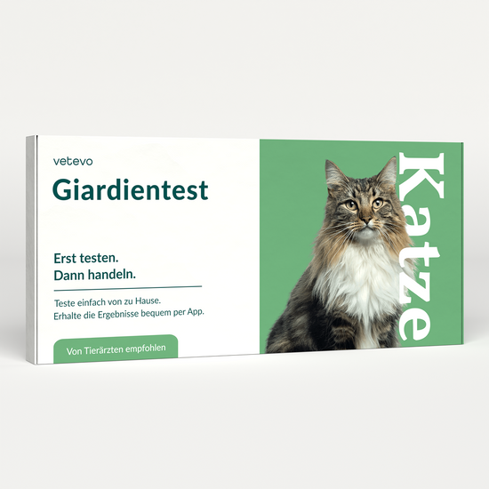 Giardientest Katze