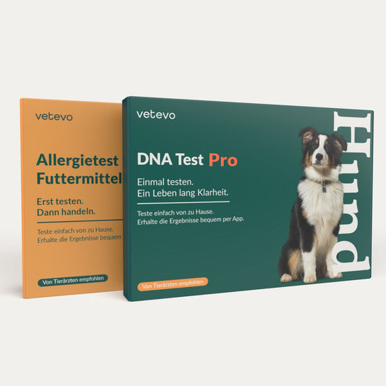 Die 2in1 Analyse: Ein DNA Test Rassebestimmung Pro und ein Allergietest Basic Hund.