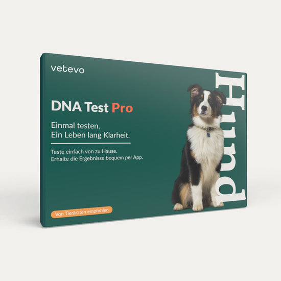 Eine DNA Test Hund Probenbox zur Rassenbestimmung mit Textdetails.