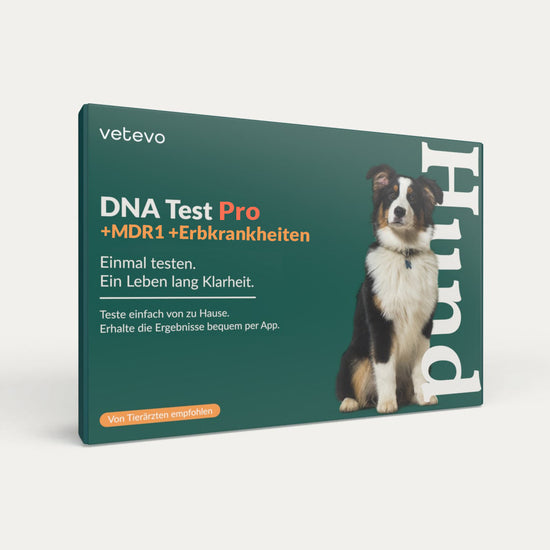 DNA Test Rassebestimmung Pro +MDR1 +Erbkrankheiten Hund