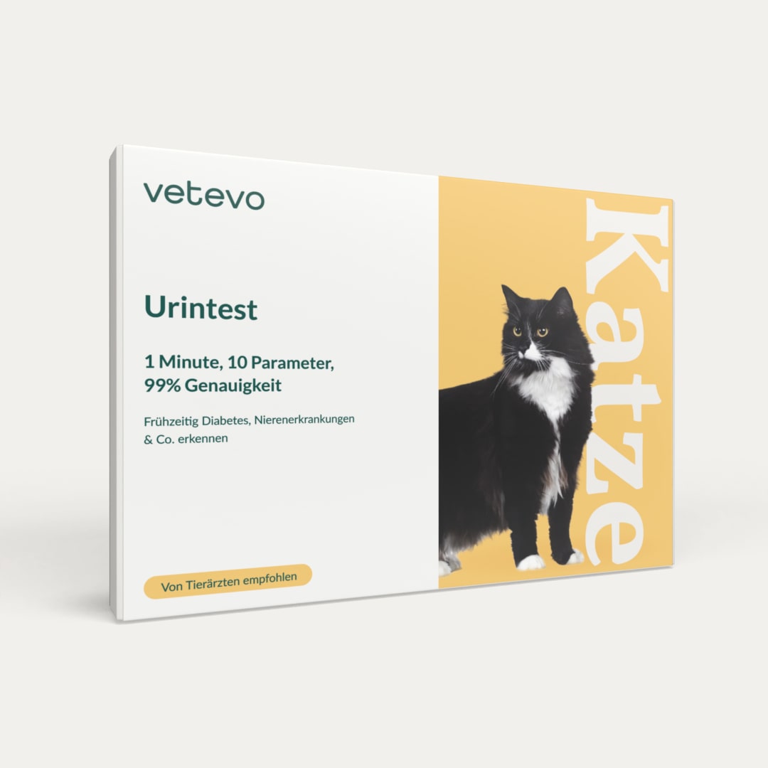 Urintest Katze 🐱 Teste in nur 1 Minute auf 10 Parameter