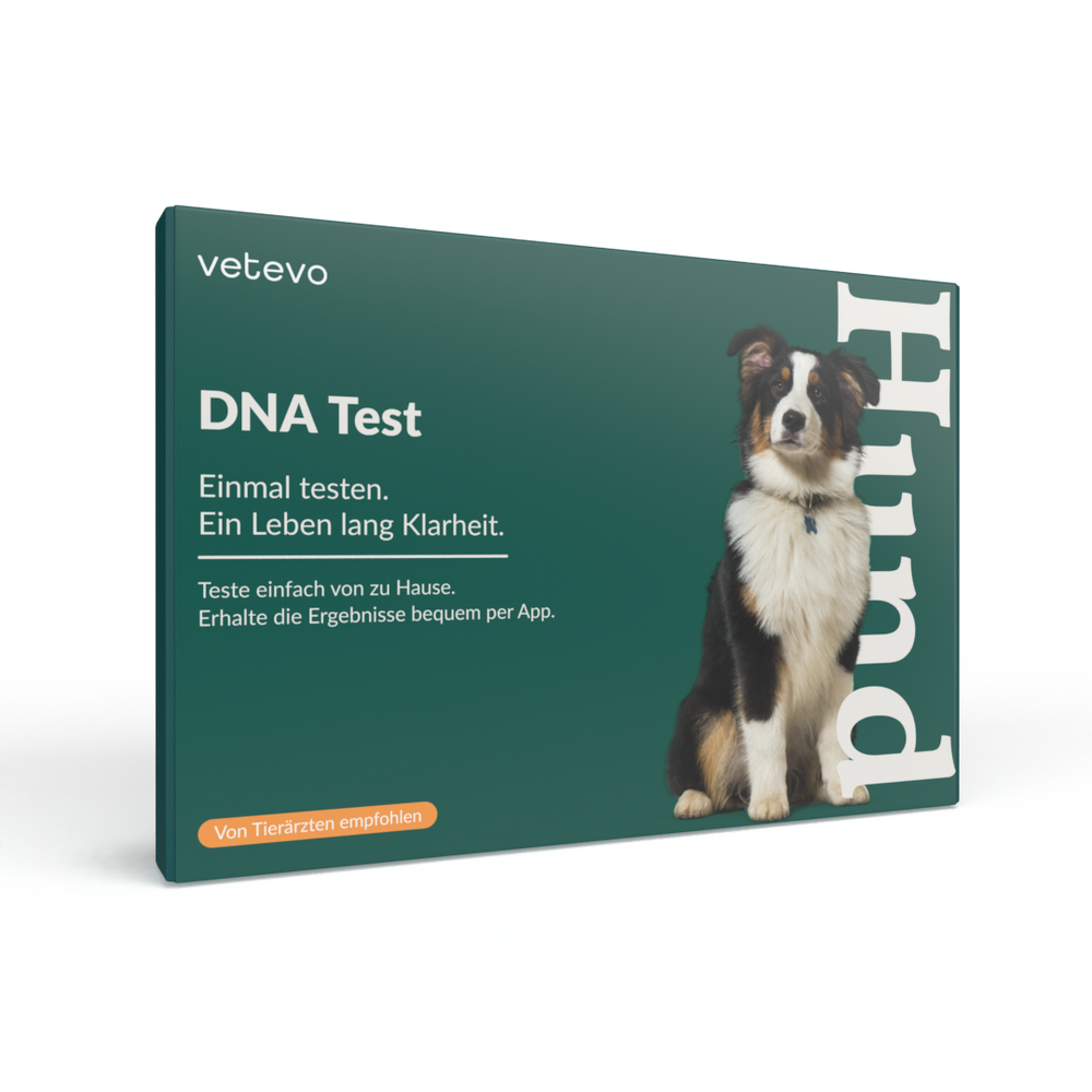 2in1 Analyse: DNA Test Rassebestimmung & Allergietest Hund